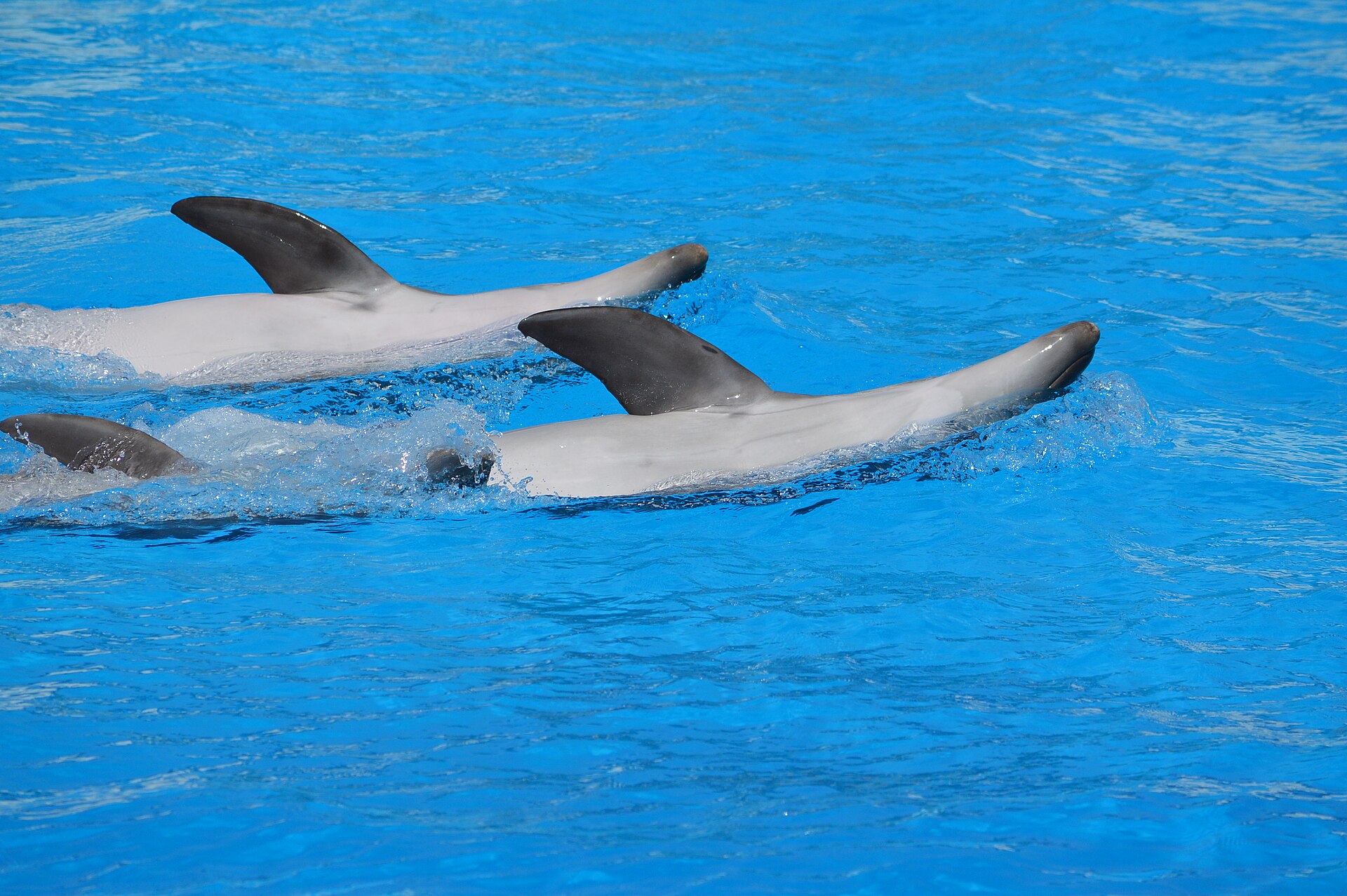 Spectacle de dauphins