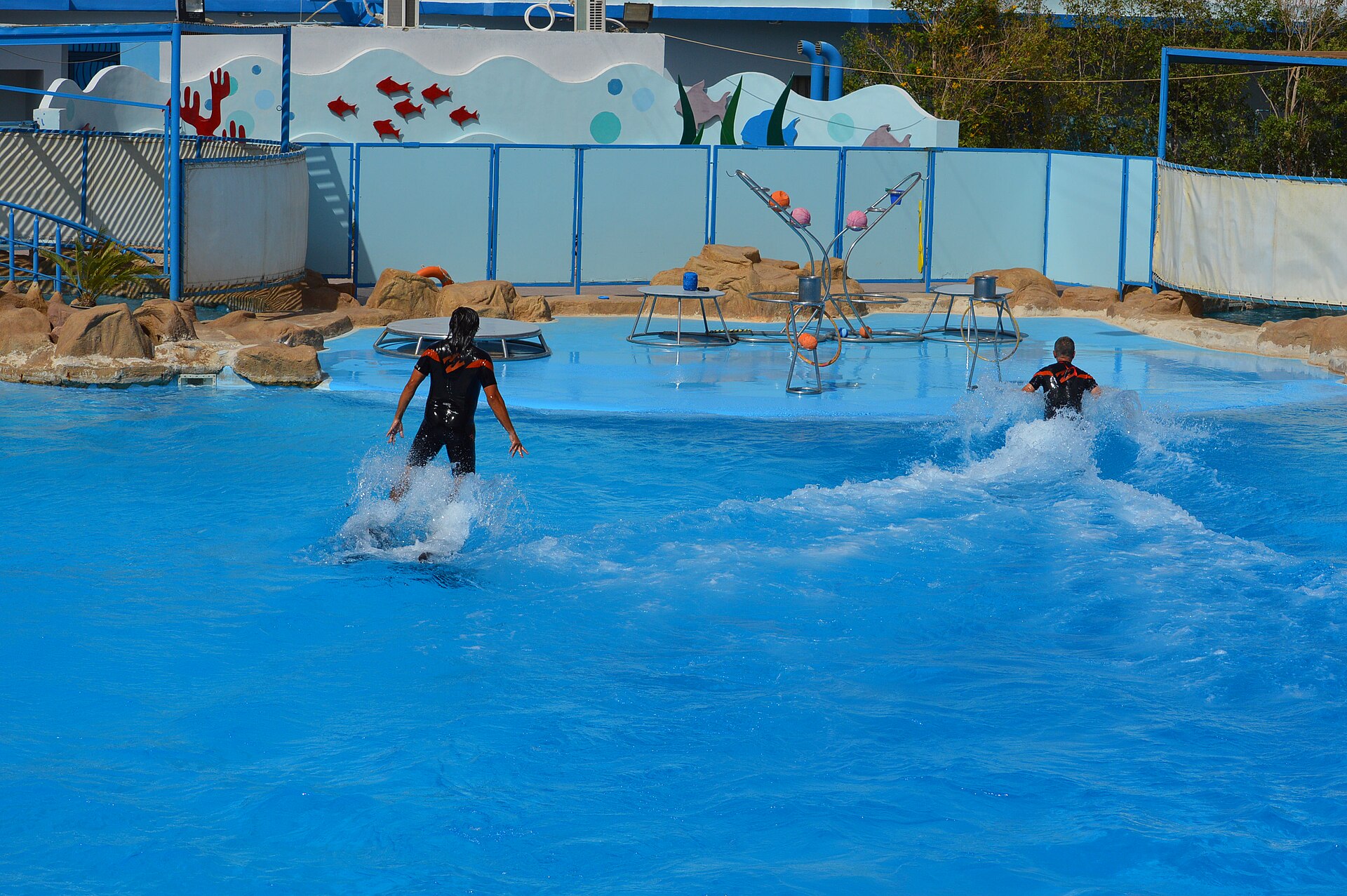 Spectacle de dauphins