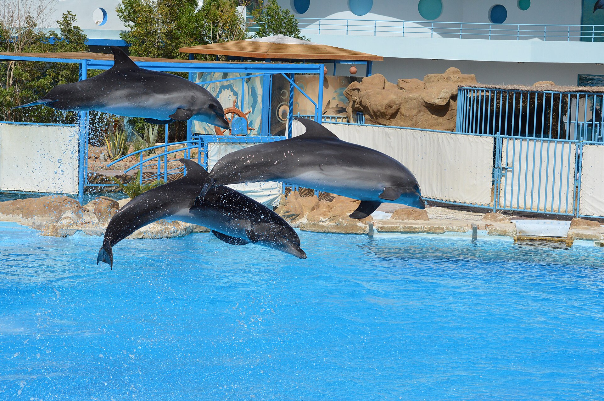 Spectacle de dauphins