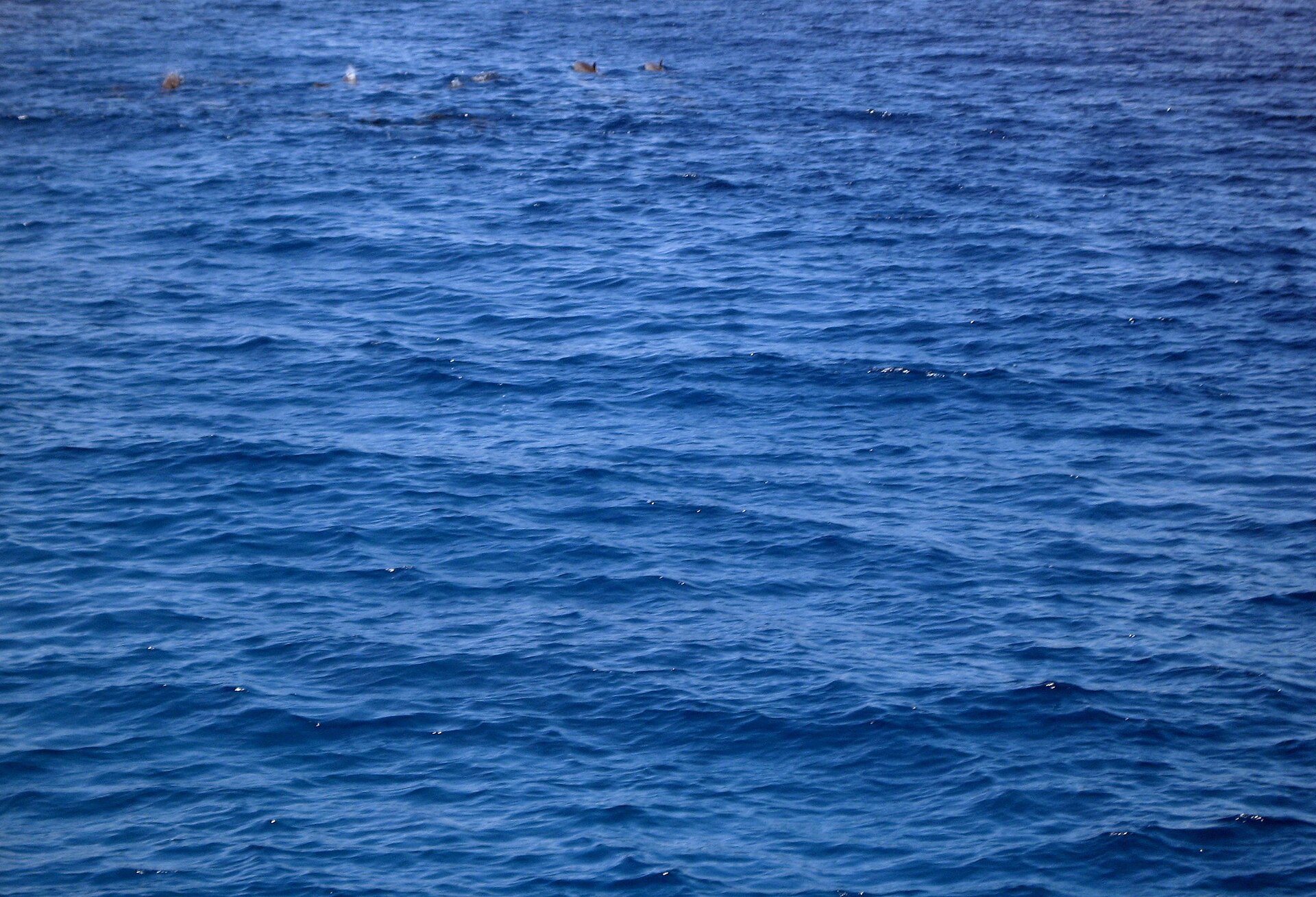 Dauphins à Hurghada - aperçu 2