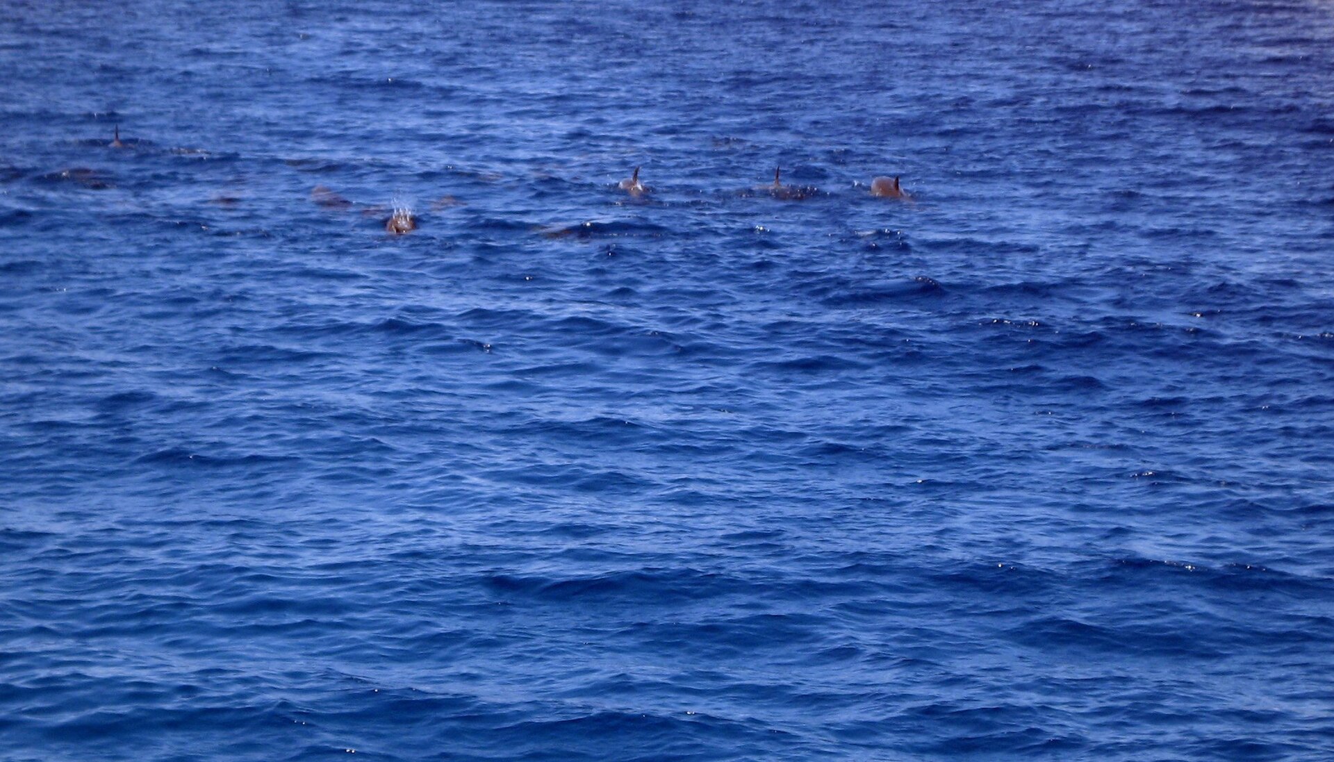 Dauphins à Hurghada