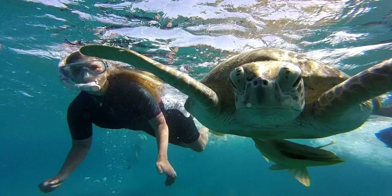 Marsa Alam et tortues