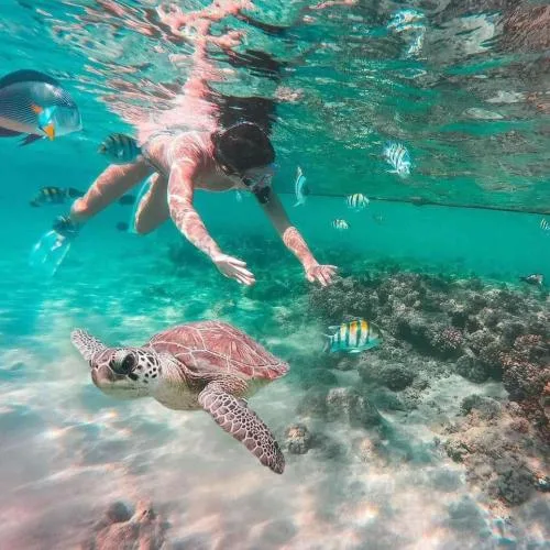 Marsa Alam et tortues