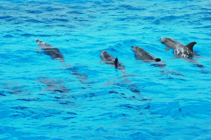 Dolphin House