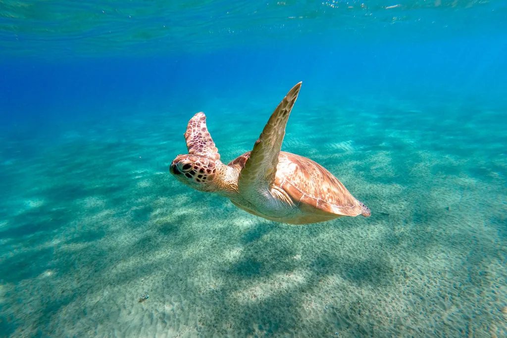 Marsa Alam et tortues