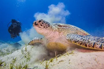 Marsa Alam