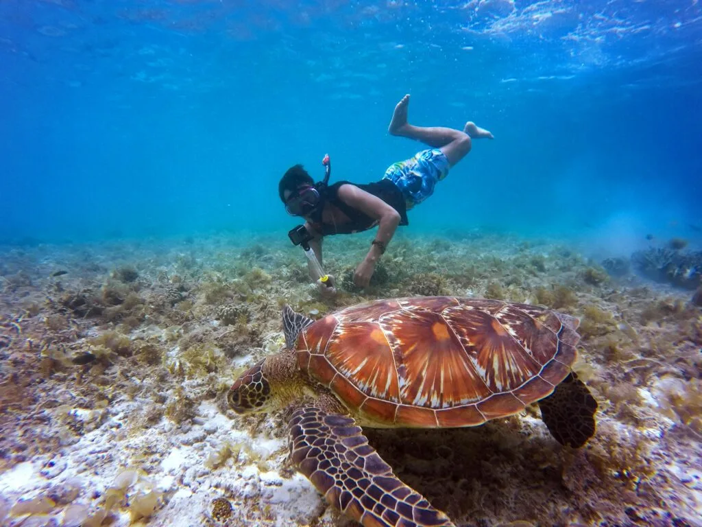 Marsa Alam et tortues