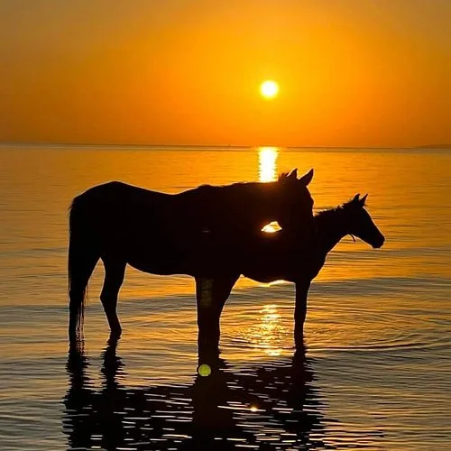 Balade à cheval de 2 heures