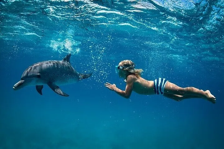 Dolphin House